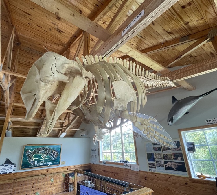 Bonehenge Whale Center (Beaufort,&nbspNC)